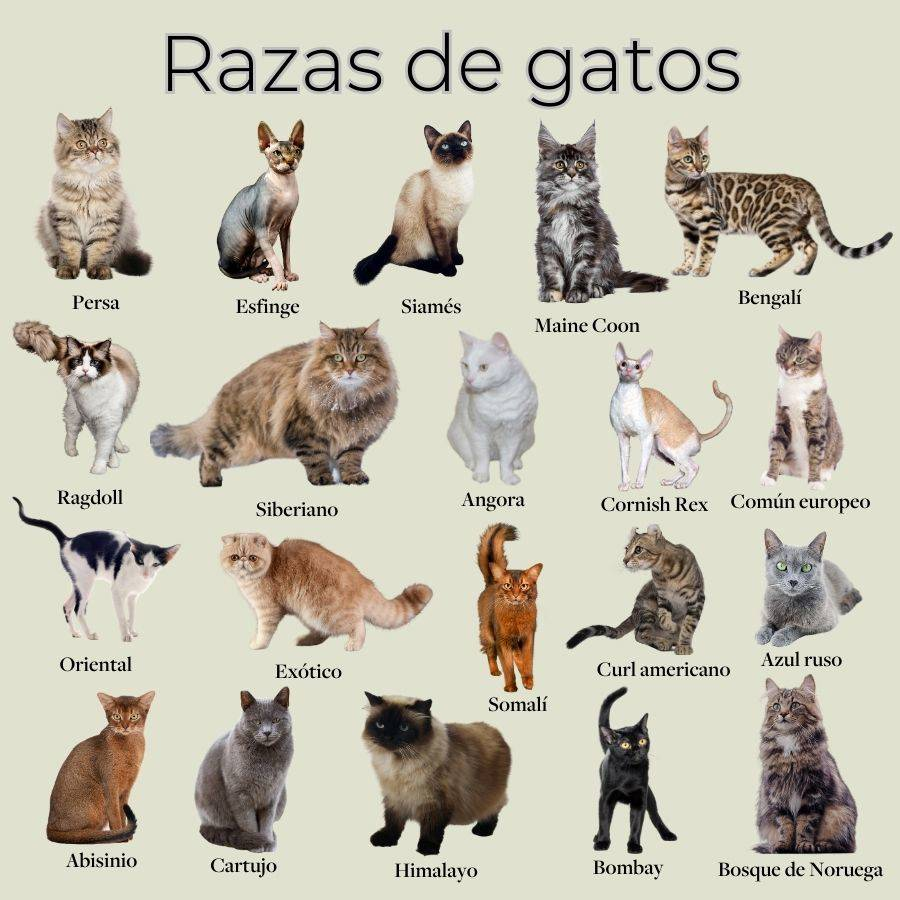 Historia y domesticación de los gatos